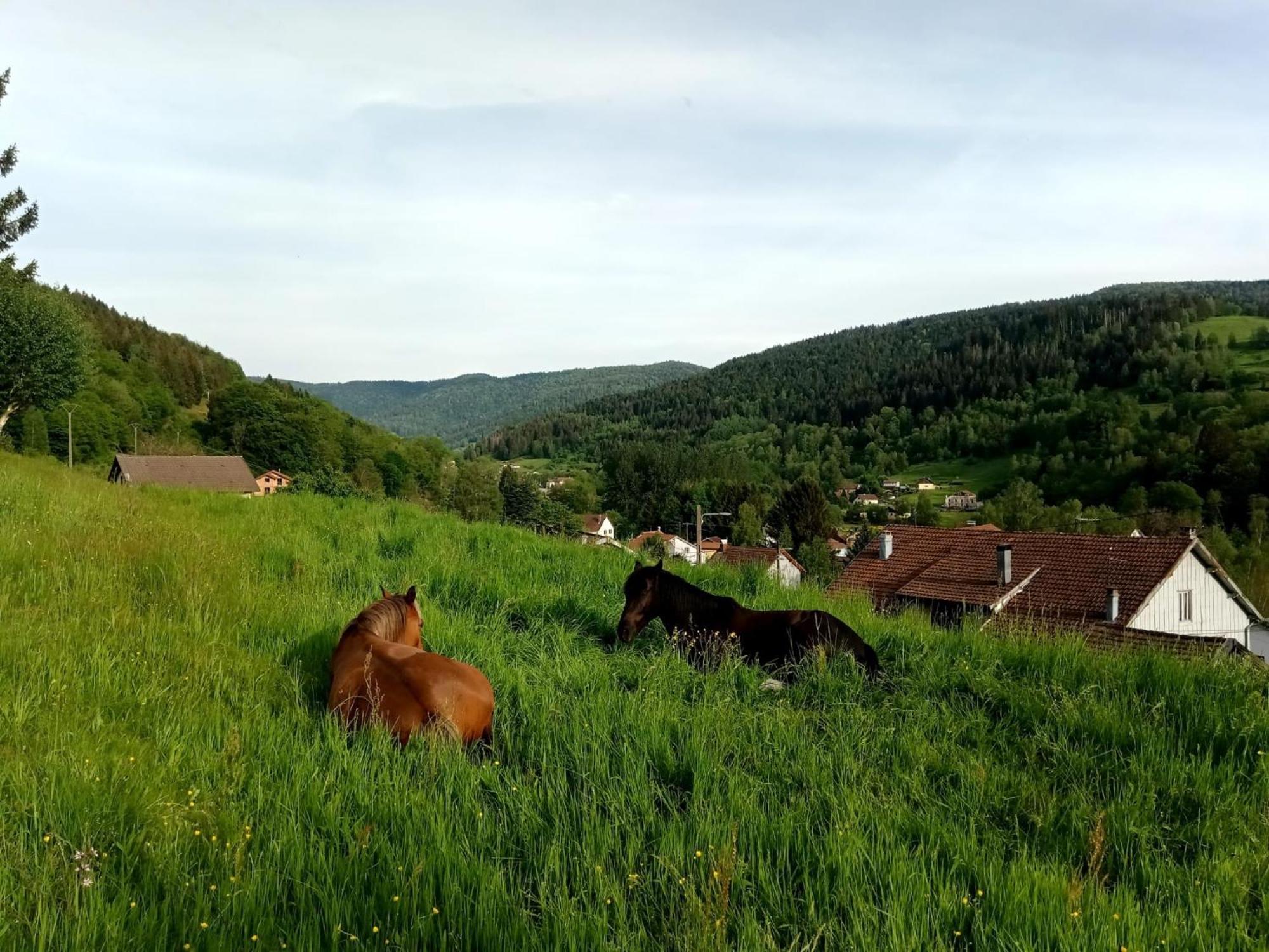 Gite De Famille Dans Les Vosges سانت موريس سور موسيل المظهر الخارجي الصورة